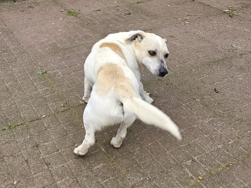 Unkomplizierter Temmy auf der Suche nach seiner Familie