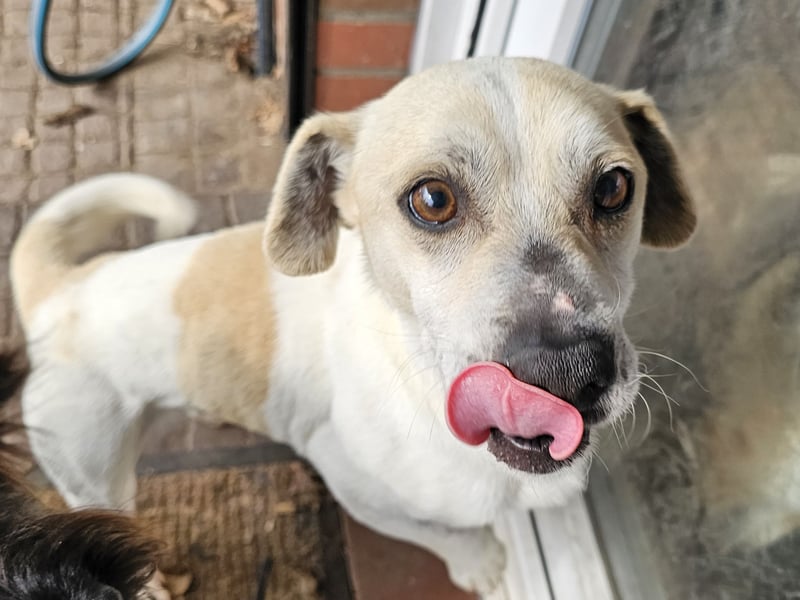 Unkomplizierter Temmy auf der Suche nach seiner Familie