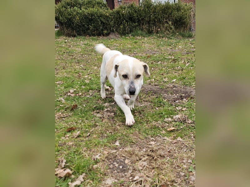 Unkomplizierter Temmy auf der Suche nach seiner Familie