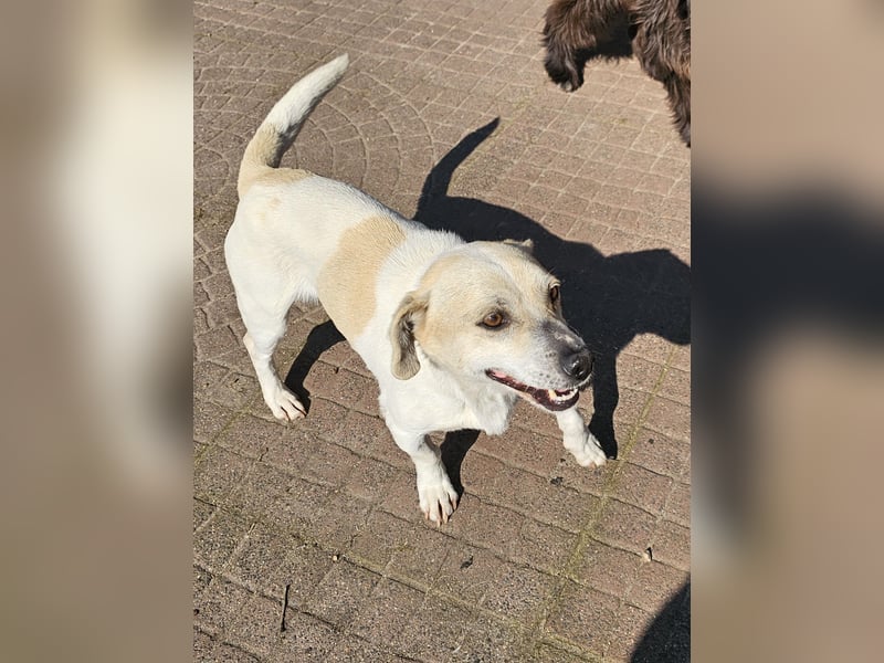 Unkomplizierter Temmy auf der Suche nach seiner Familie