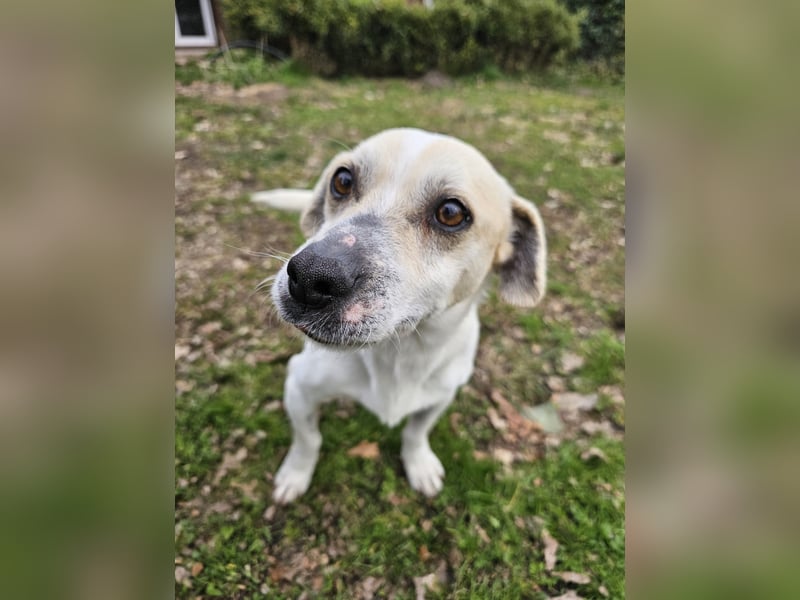 Unkomplizierter Temmy auf der Suche nach seiner Familie