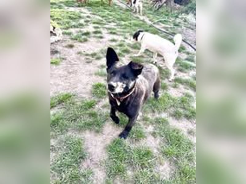 CHERNYO ❤  sucht Zuhause oder Pflegestelle