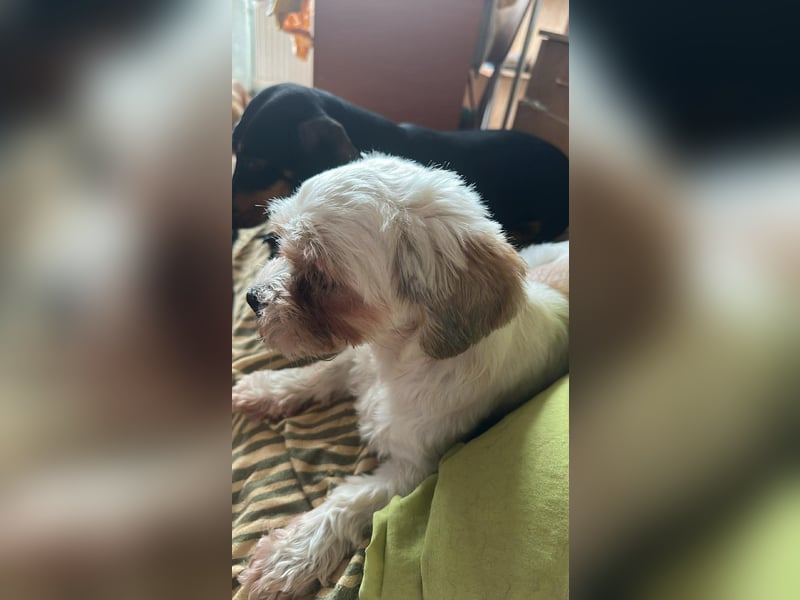 Gretchen, klein, süß, sucht kuscheliges Zuhause