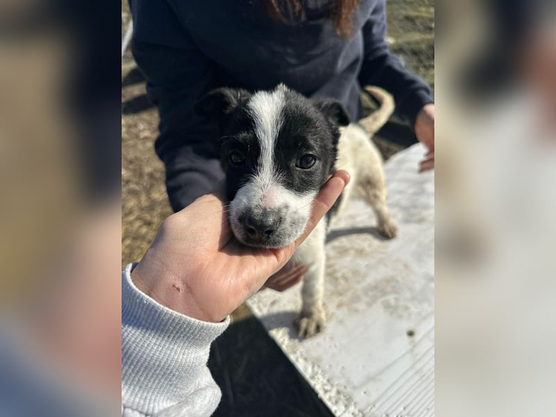 Xia, klein, verschmust, liebenswert sucht ihr Körbchen