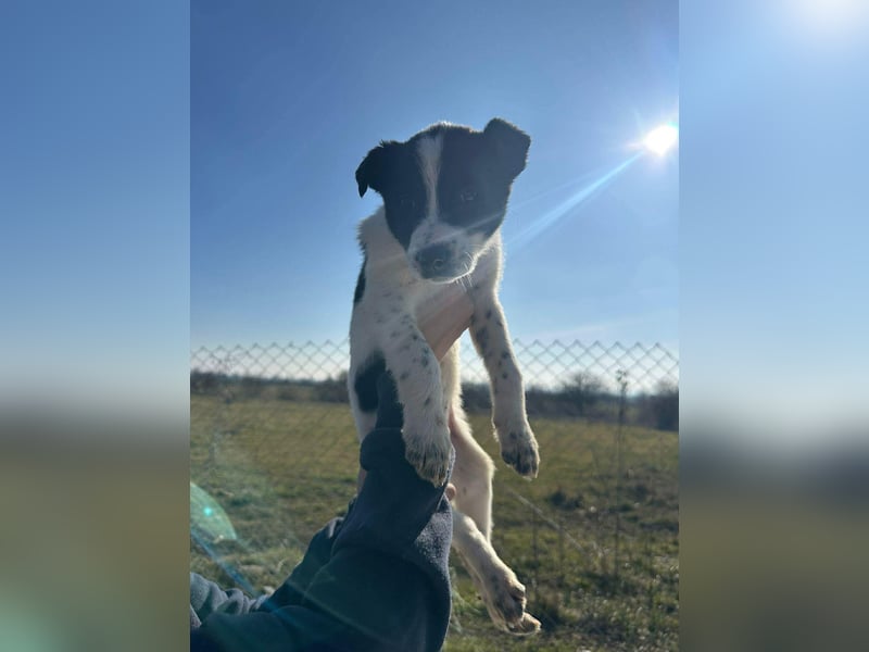 Xia, klein, verschmust, liebenswert sucht ihr Körbchen