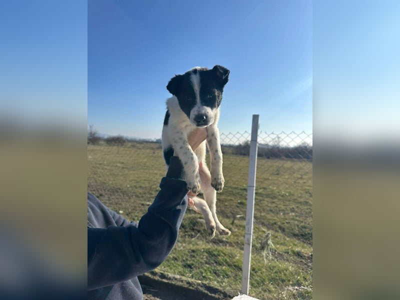 Xia, klein, verschmust, liebenswert sucht ihr Körbchen