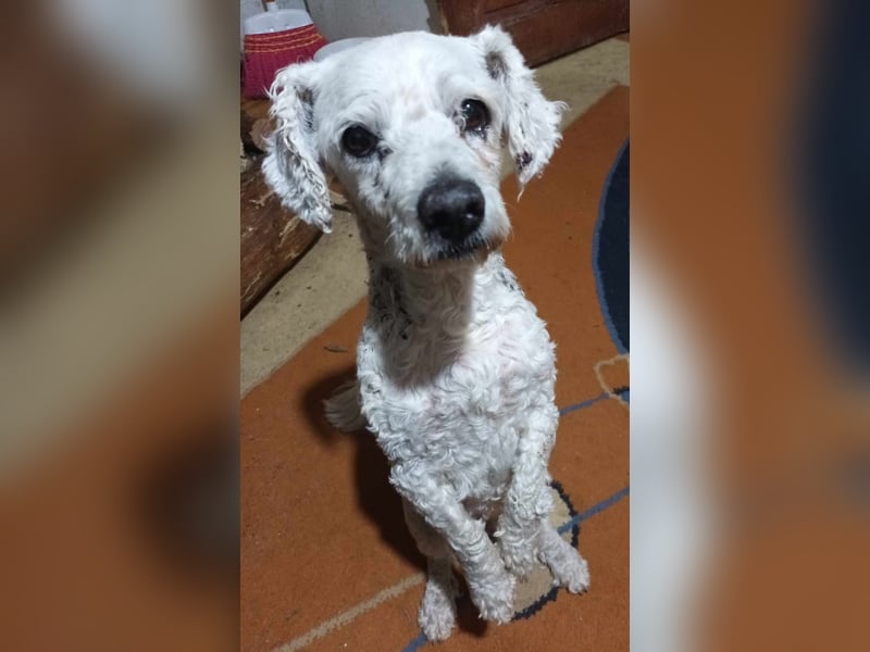 Tristan, kleiner älterer Hundemann sucht Bleibe für immer