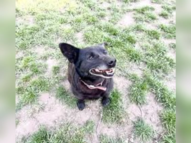 CHERNYO ❤  sucht Zuhause oder Pflegestelle