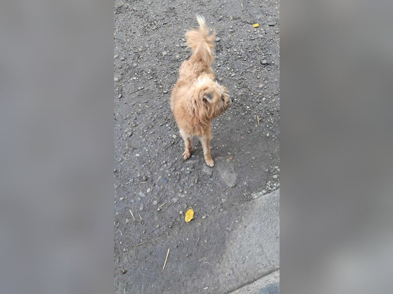 Mogli, kleiner Wuschel sucht sein Zuhause für immer