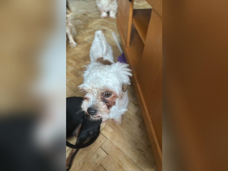 Gretchen, klein, süß, sucht kuscheliges Zuhause