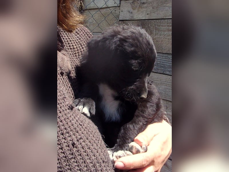YULANDI ❤ EILIG! sucht Zuhause oder Pflegestelle