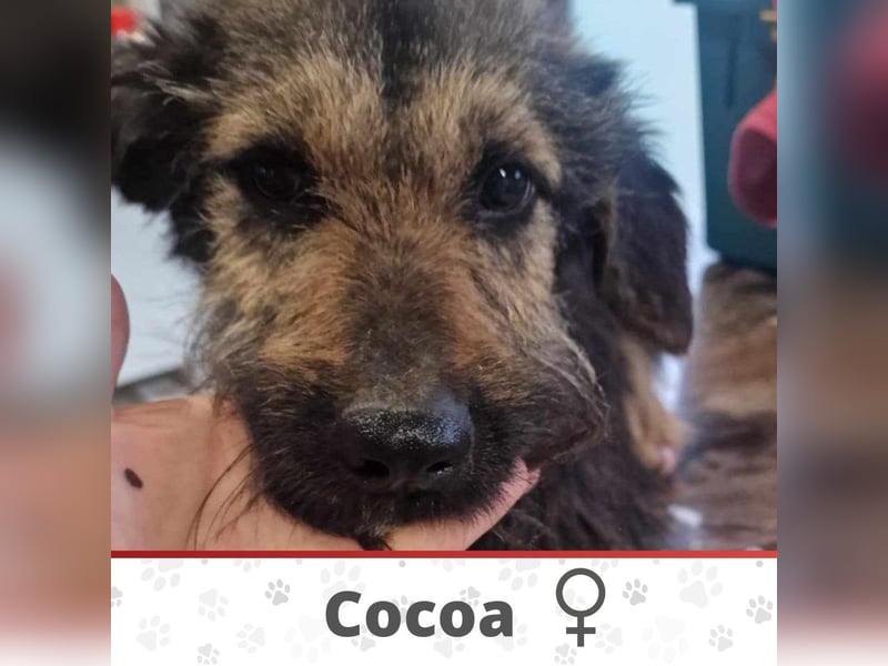 COCOA ❤ SEHR EILIG! sucht Zuhause oder Pflegestelle