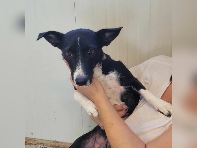 LUCIE ❤ EILIG sucht Zuhause oder Pflegestelle