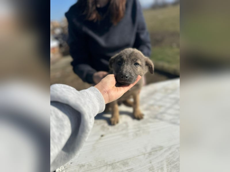 Xerox, süßer geht fast nicht