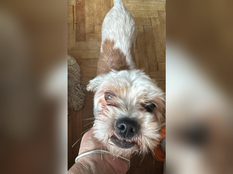 Gretchen, klein, süß, sucht kuscheliges Zuhause