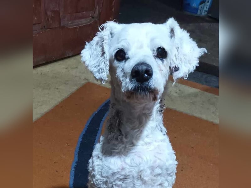 Tristan, kleiner älterer Hundemann sucht Bleibe für immer