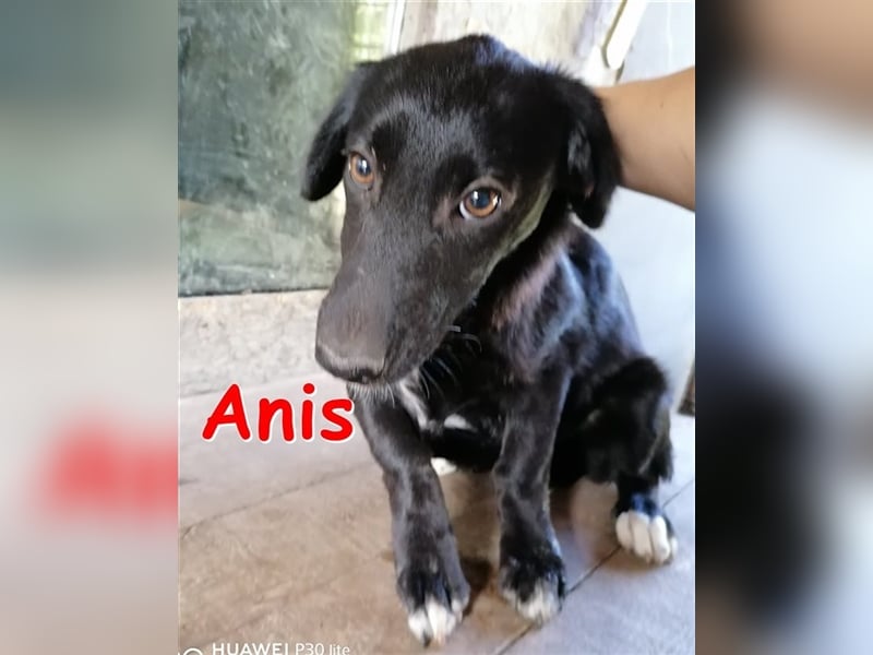 ANIS ❤  sucht Zuhause oder Pflegestelle