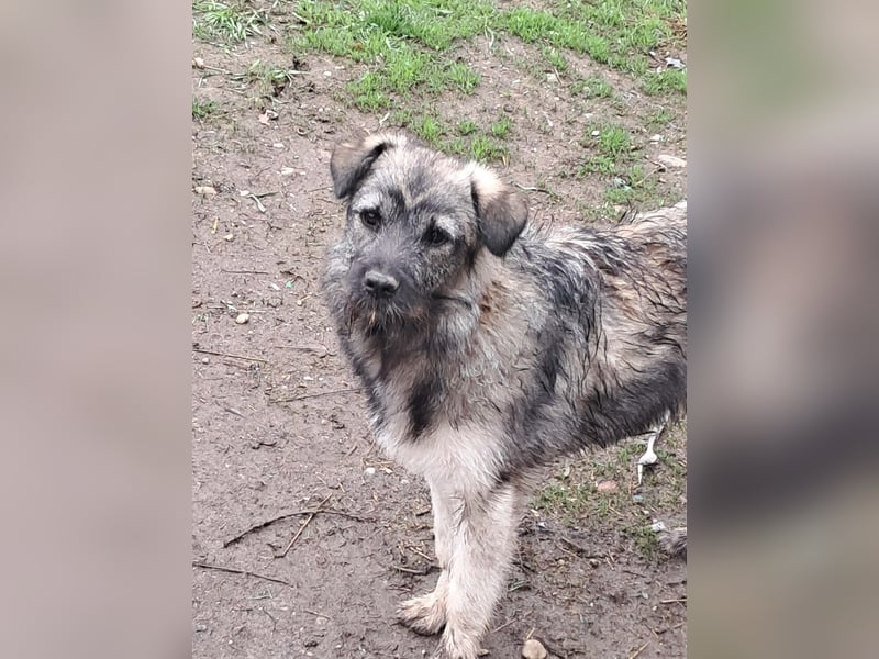 Pavel, kleiner Hundemann sucht großes Körbchen