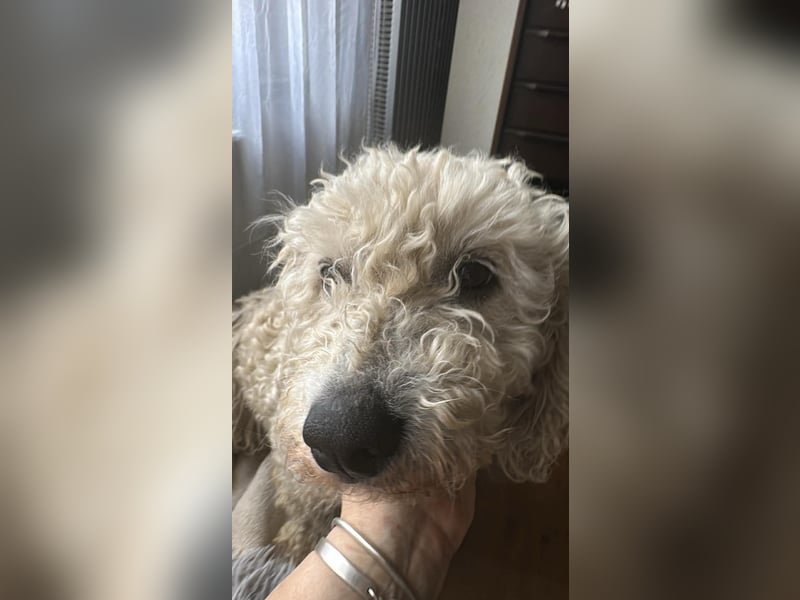 Penny, kleines Lockenköpfchen sucht Körbchen