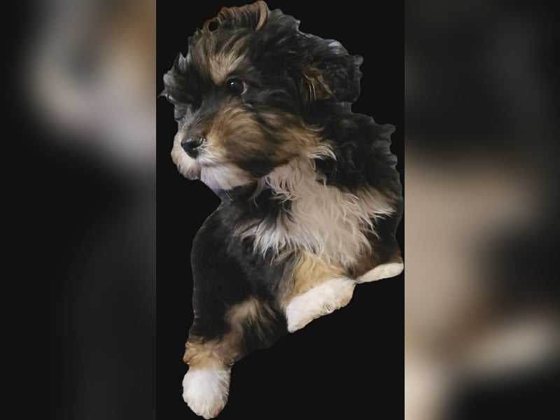 Ubbo, kleiner Wuschel sucht warmes Körbchen