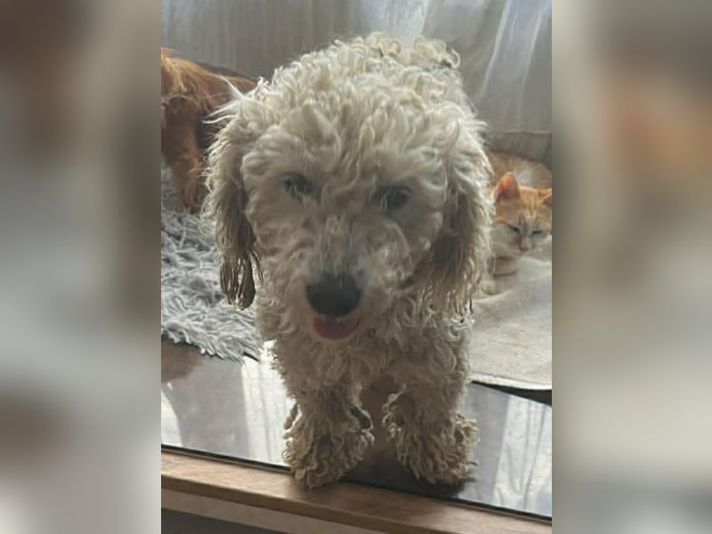 Penny, kleines Lockenköpfchen sucht Körbchen