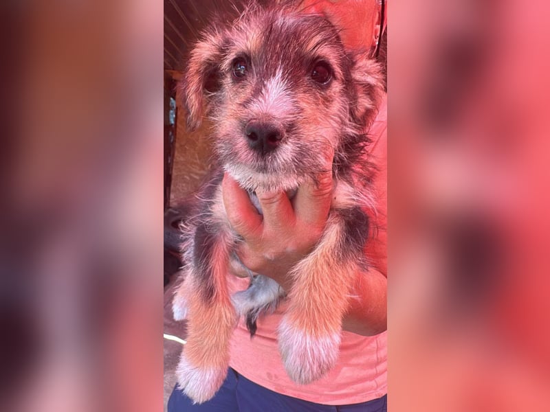 Eddi, kleiner Hundemann auf der Suche nach dem Glück