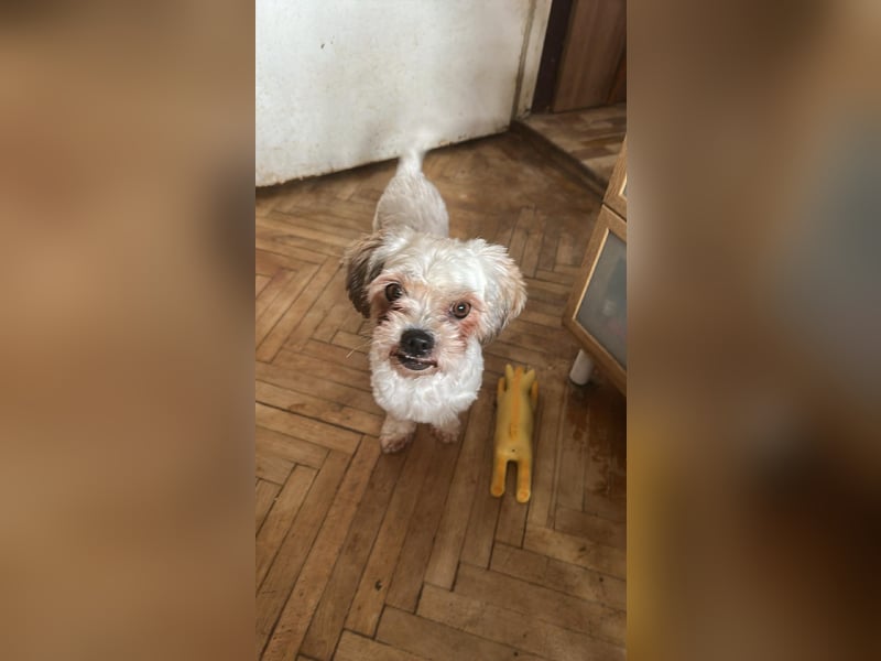 Gretchen, klein, süß, sucht kuscheliges Zuhause