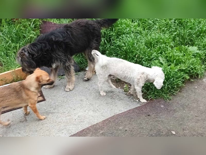 Tristan, kleiner älterer Hundemann sucht Bleibe für immer