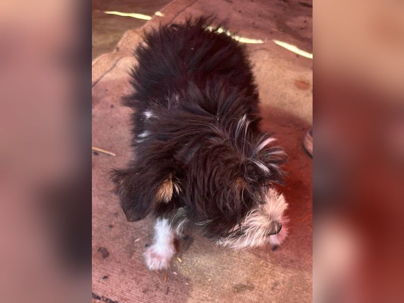Emmi, kleines Hundemädchen sucht liebevolle Hände