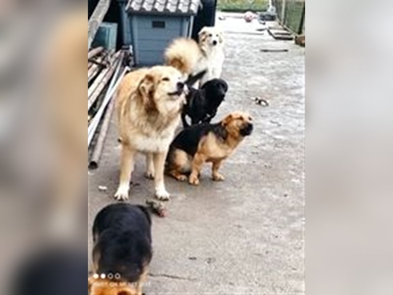 BARIA ❤ sucht Zuhause oder Pflegestelle