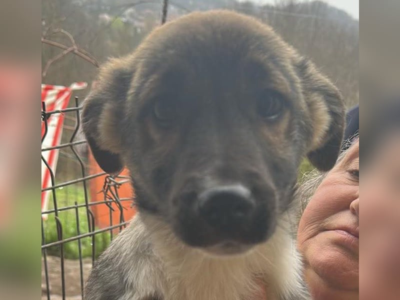 Anton, zuckersüßer, kleiner Hundemann sucht sein Körbchen