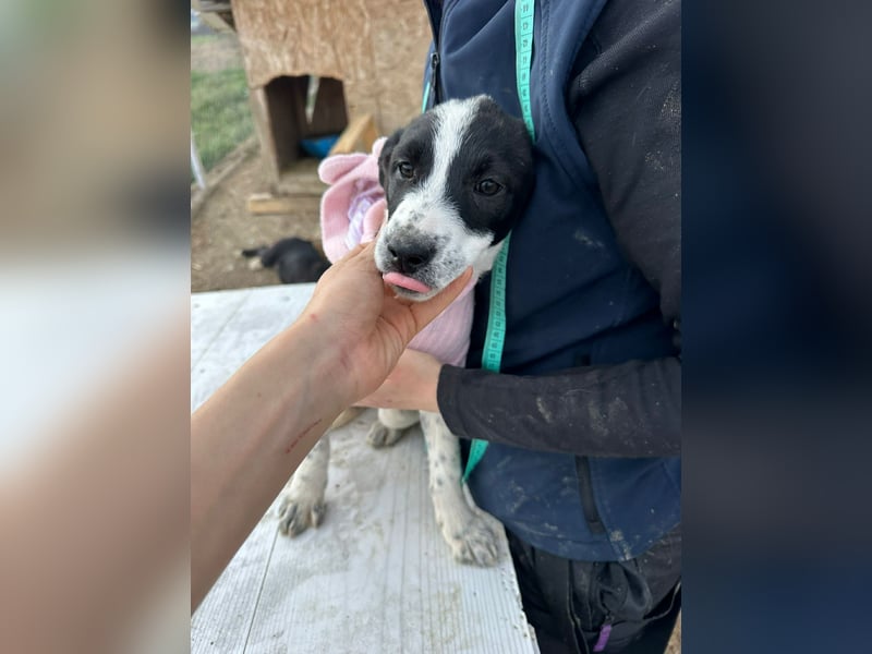 Xia, klein, verschmust, liebenswert sucht ihr Körbchen