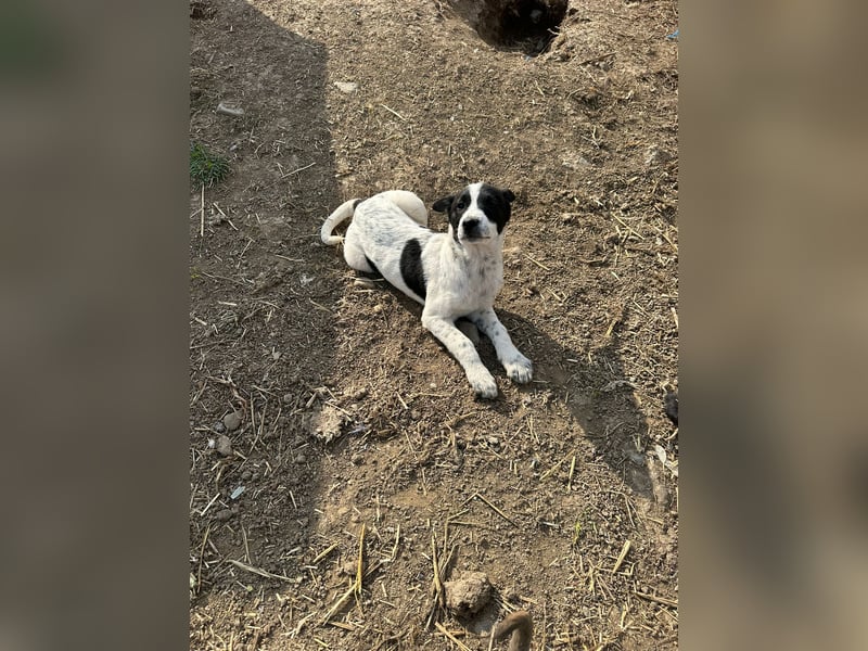 Xia, klein, verschmust, liebenswert sucht ihr Körbchen