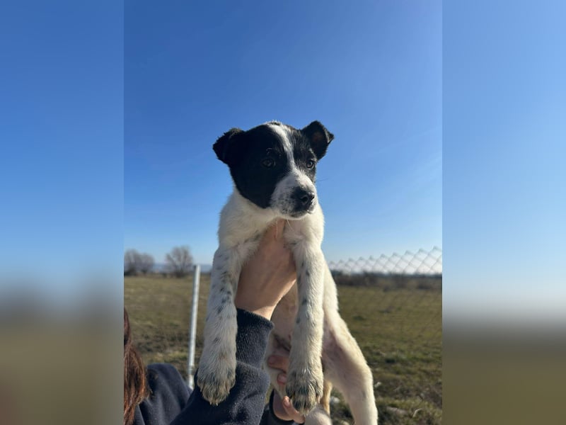 Xia, klein, verschmust, liebenswert sucht ihr Körbchen