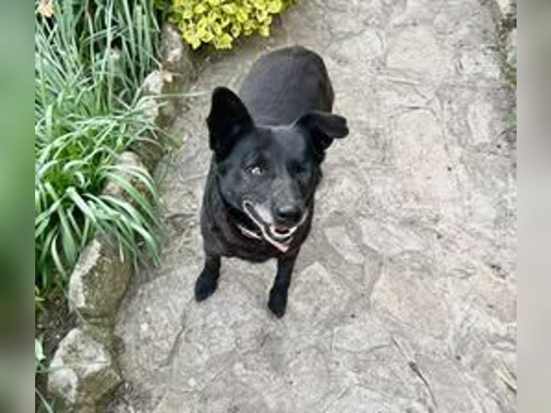 CHERNYO ❤  sucht Zuhause oder Pflegestelle