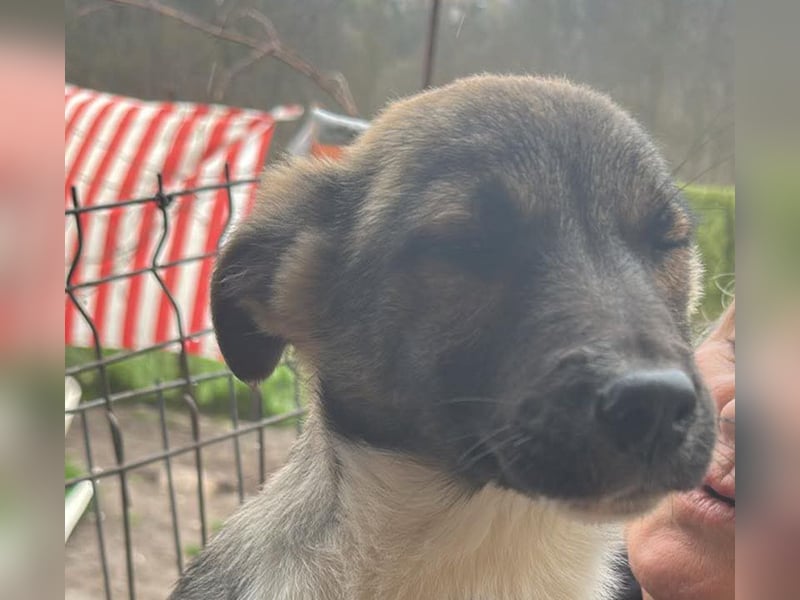 Anton, zuckersüßer, kleiner Hundemann sucht sein Körbchen