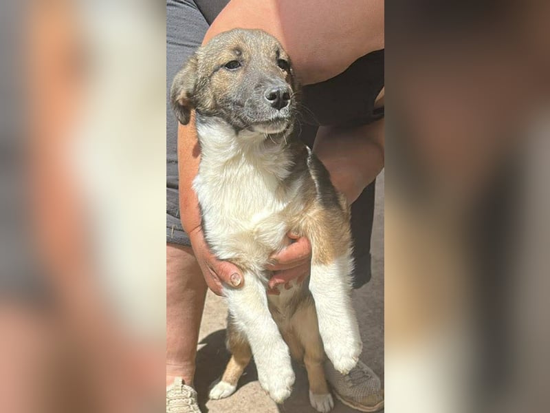 Anton, zuckersüßer, kleiner Hundemann sucht sein Körbchen