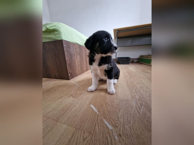 Toffy, kleines Hundemädchen sucht liebevolle Hände