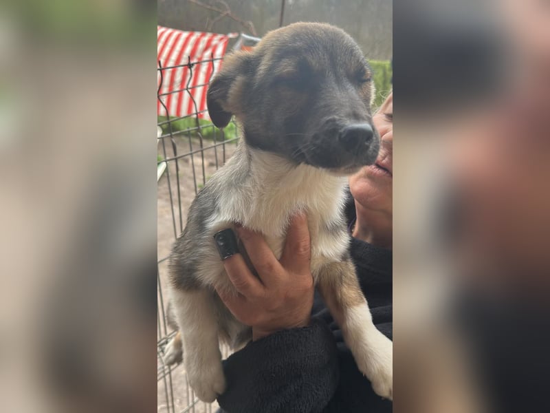 Anton, zuckersüßer, kleiner Hundemann sucht sein Körbchen