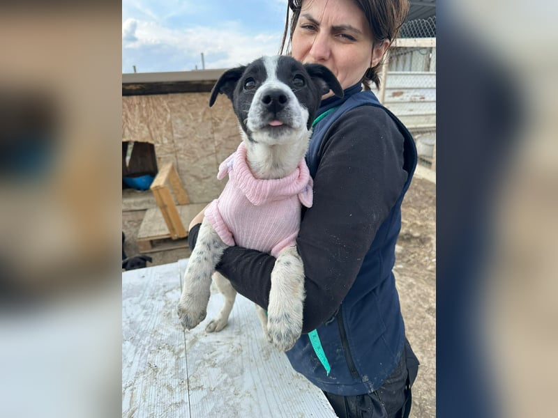 Xia, klein, verschmust, liebenswert sucht ihr Körbchen