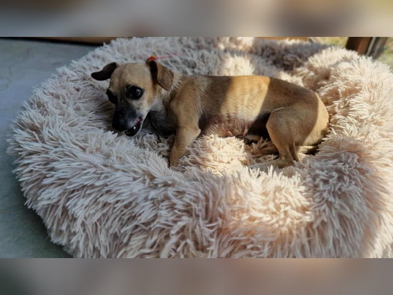 MARISKA ❤ EILIG! sucht Zuhause oder Pflegestelle