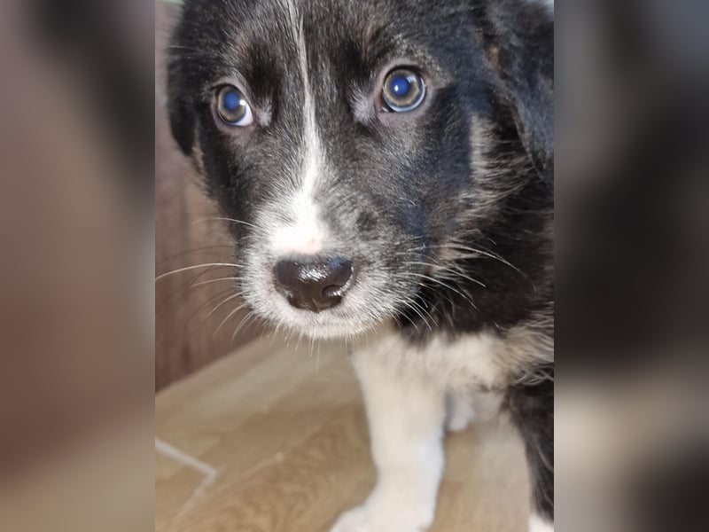 Toffy, kleines Hundemädchen sucht liebevolle Hände