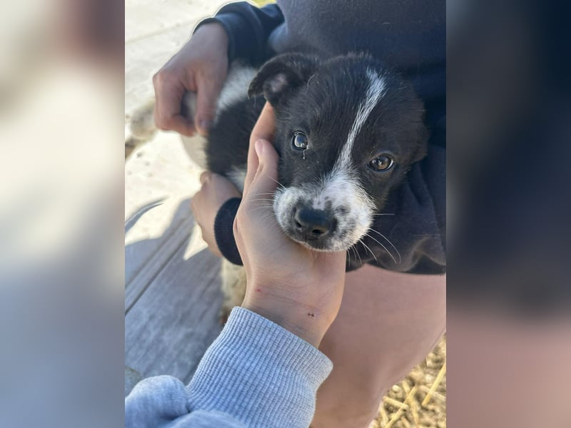 Xenia, süß, süsser - mehr geht nicht