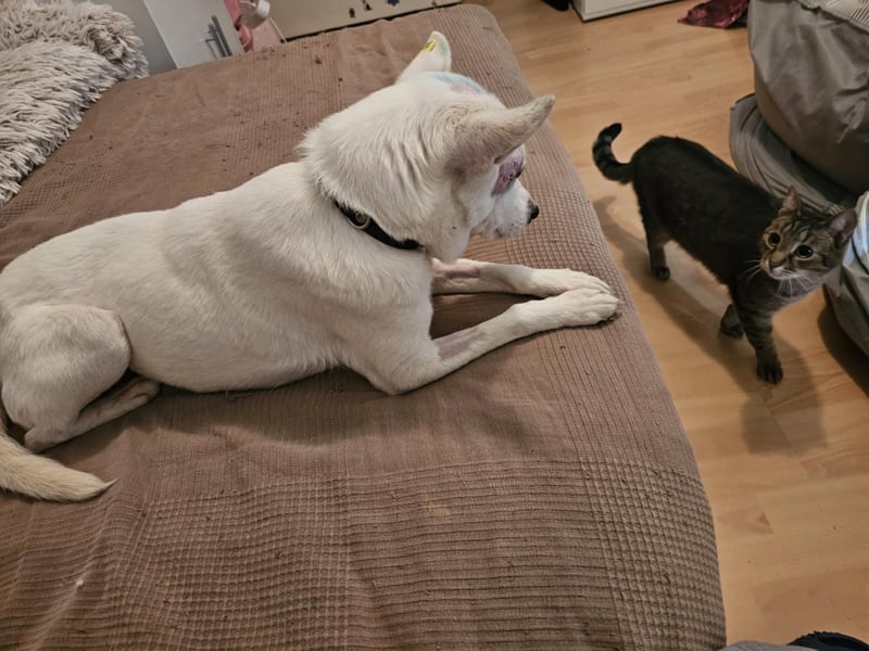 Suri - bereit für neue Abenteuer!