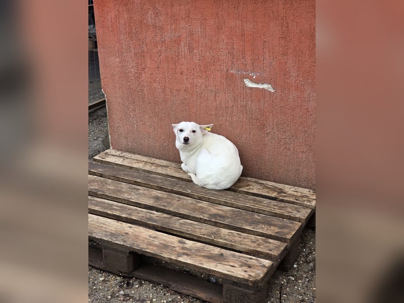 Suri - bereit für neue Abenteuer!