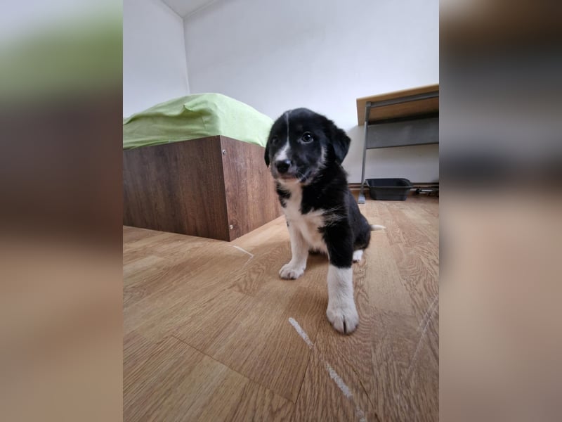 Toffy, kleines Hundemädchen sucht liebevolle Hände