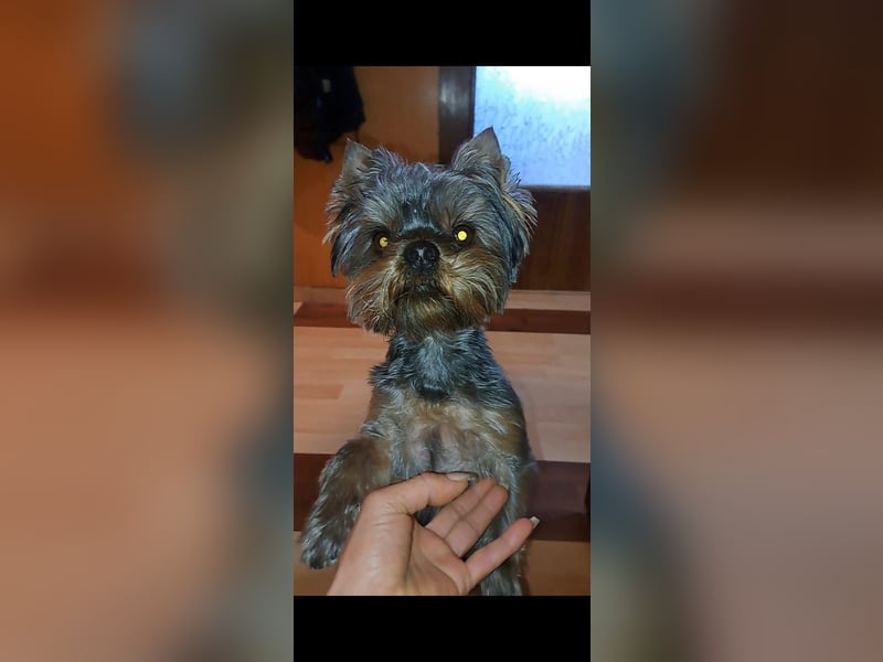 NOLY ❤ sucht Zuhause