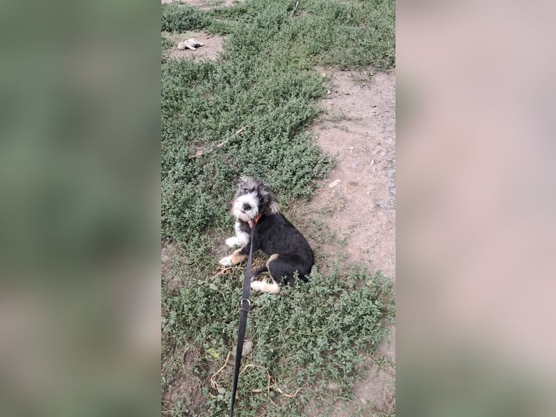 Emmi, kleines Hundemädchen sucht liebevolle Hände