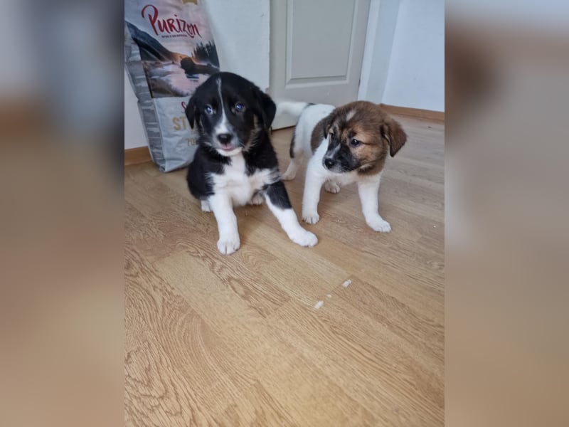 Toffy, kleines Hundemädchen sucht liebevolle Hände