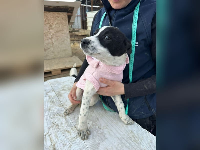 Xia, klein, verschmust, liebenswert sucht ihr Körbchen